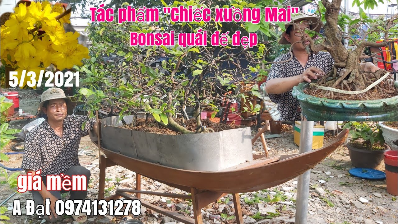 Tác phẩm Mai vàng "Xuồng Ba lá" dáng bay ,bonsai quái giá mềm gặp A Đạt 0974131278 Sài Gòn