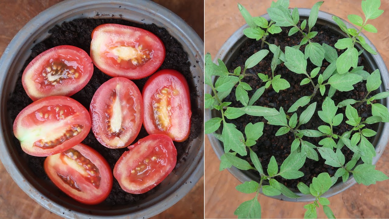 Thái lát cà chua đem trồng và cái kết viên mãn - Cut tomato to grow