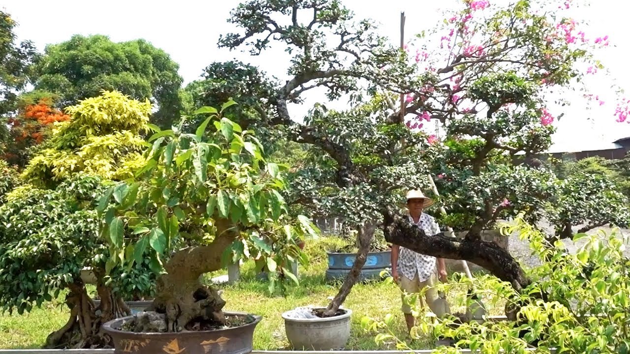 Tham khảo cách tạo dáng cây và giá cây tại vườn - Price of bonsai tree in the garden