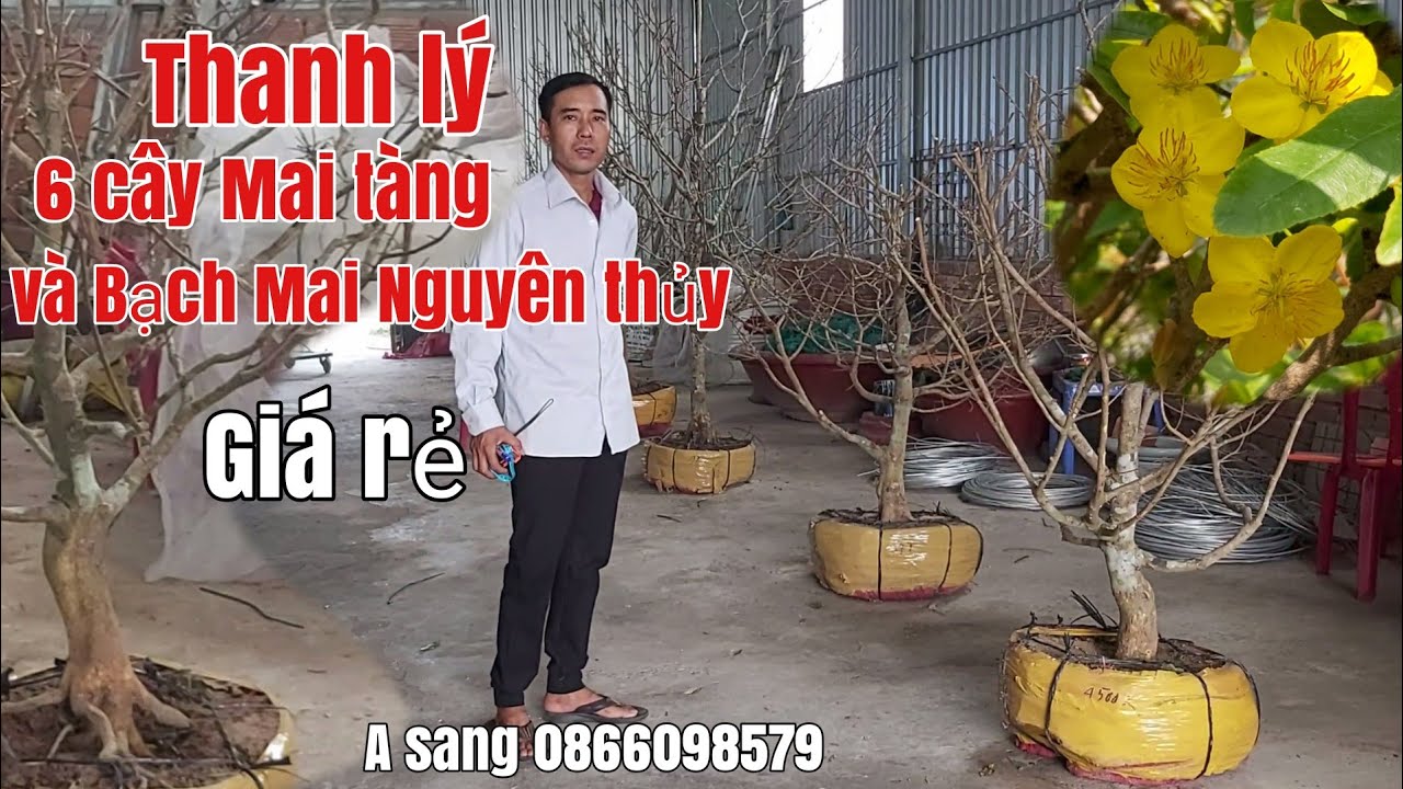 Thanh Lý Mai tàng giá rẻ và Cây Bạch Mai Nguyên thủy gặp A Sang 0866098579 Hậu Giang