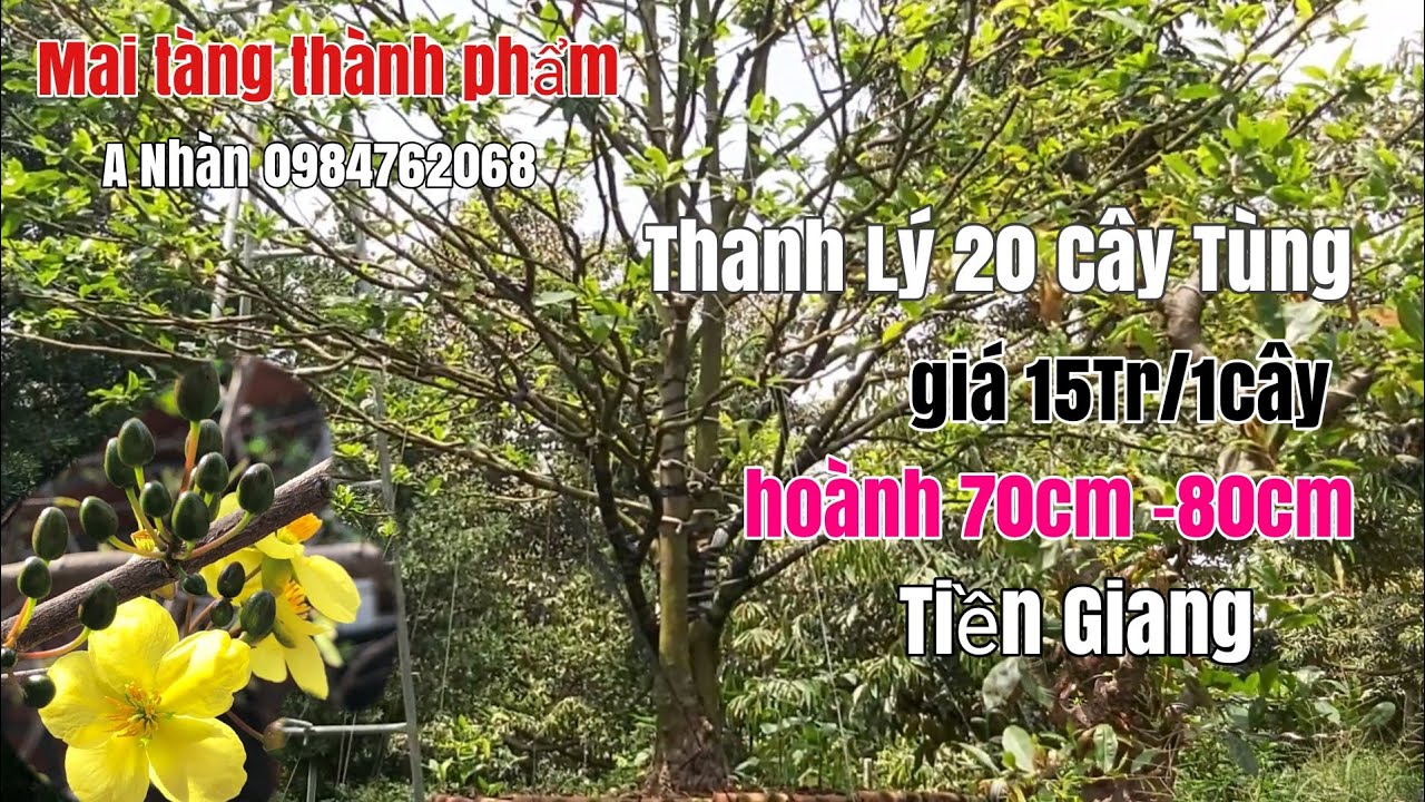 Thanh lý 2 cây mai tàng đẹp và 25 gốc Tùng La Hán tại Tiền Giang gặp A Nhàn 0984762068