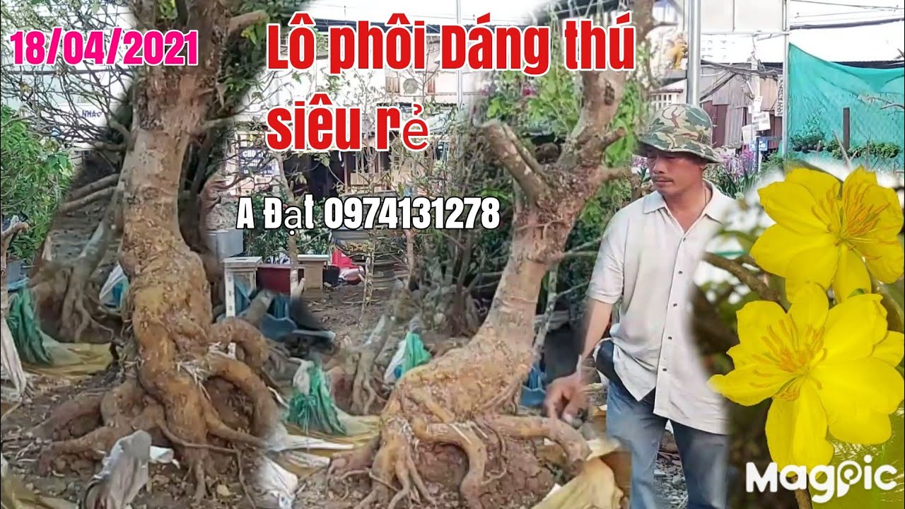 Thanh lý lô Mai phôi dáng thú giá rẻ gặp A Đạt 0974131278 Sài Gòn