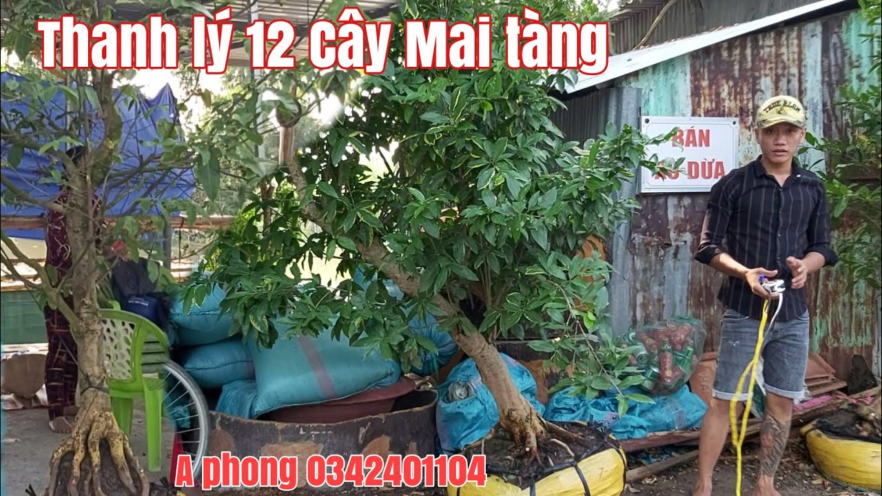 Thanh lý lô mai tàng hoành trên 30cm tại Tháp Mười tỉnh Đồng Tháp gặp A phong 0342401104