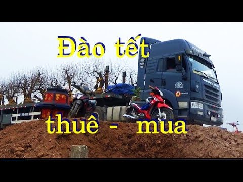 Thị trường GIÁ THUÊ - MUA ĐÀO CHƠI TẾT, cây to, dáng đẹp