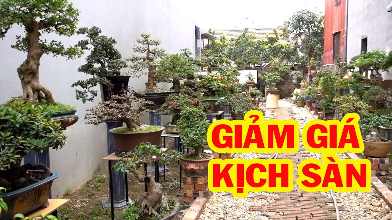 Tiểu cảnh và cây cảnh đẹp giảm giá để các bác chơi tết - price of bonsai tree, pine