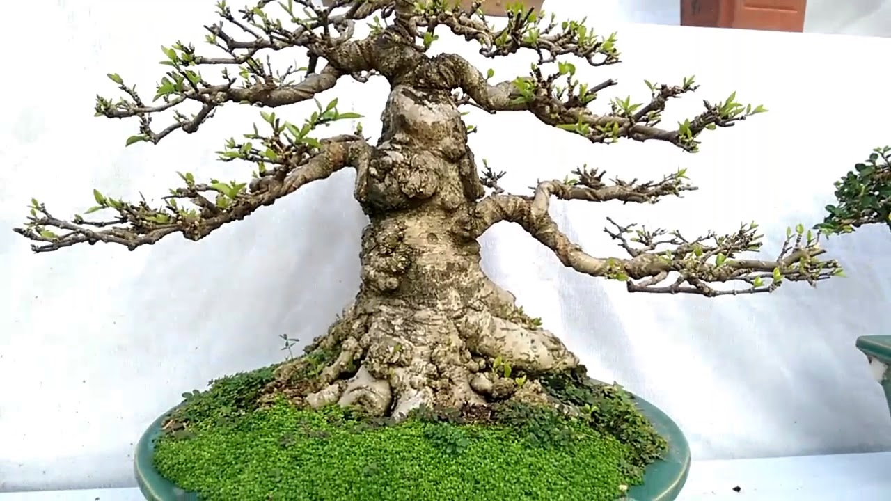 Triển lãm Tây Sơn, 4-2018 những cây mini đỉnh - Bonsai Binh Dinh