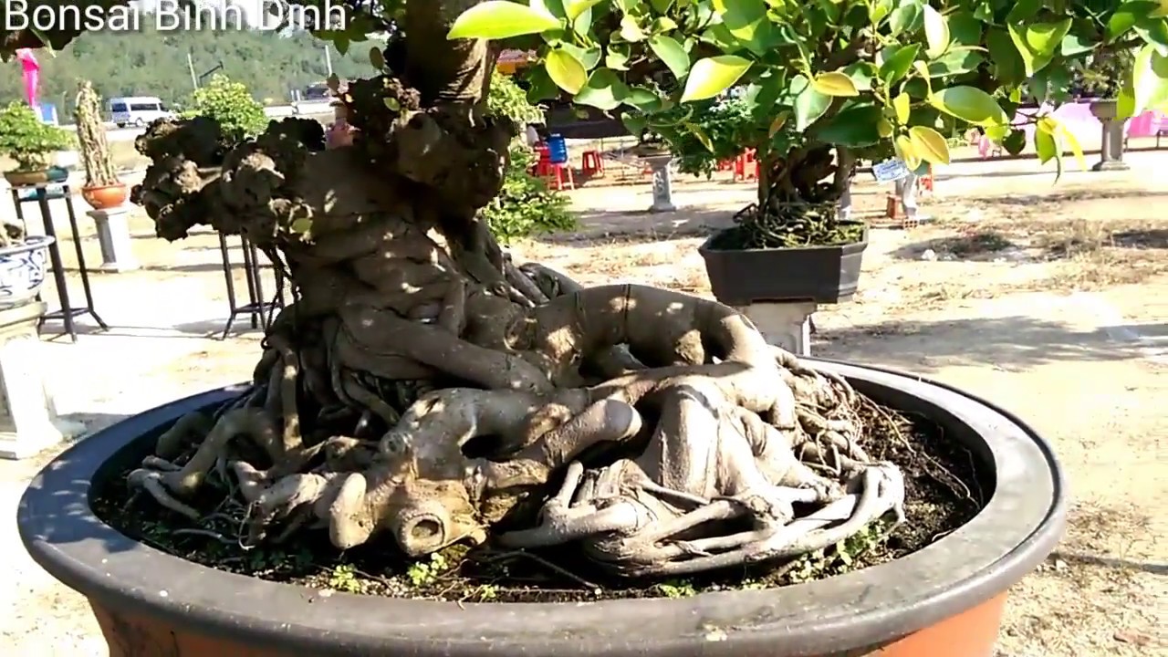 Triển lãm Tuy Phước, cây cừa đẹp quá - Bonsai Binh Dinh