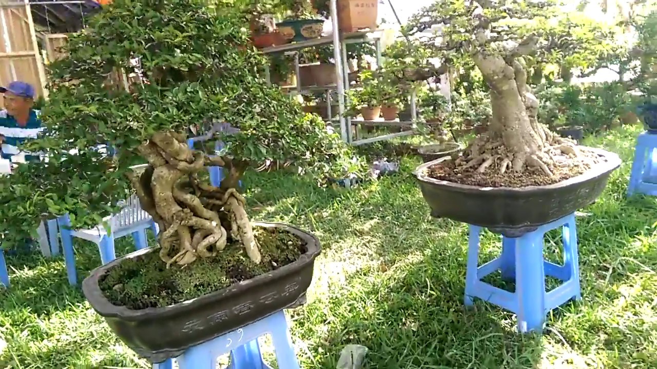 Triển lãm sinh vật cảnh An Nhơn Bình Định, Giang hàng nhiều cây đẹp-Bonsai Binh Dinh