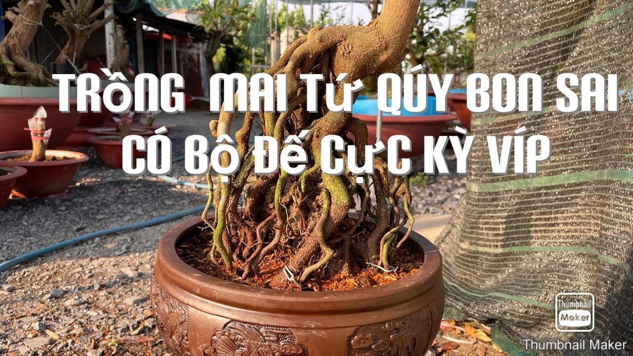 Trồng cây mai tứ qúy bonsai có bộ đế cực víp ĐT0901411168 hoàng mai 26-1-2021âm lịch