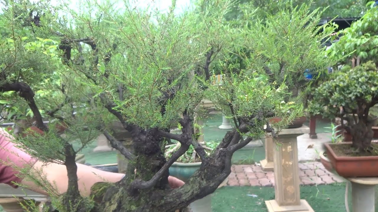 Vua của các loại tùng, nghệ nhân INDONESIA rất thích cây này - beautiful bonsai trees