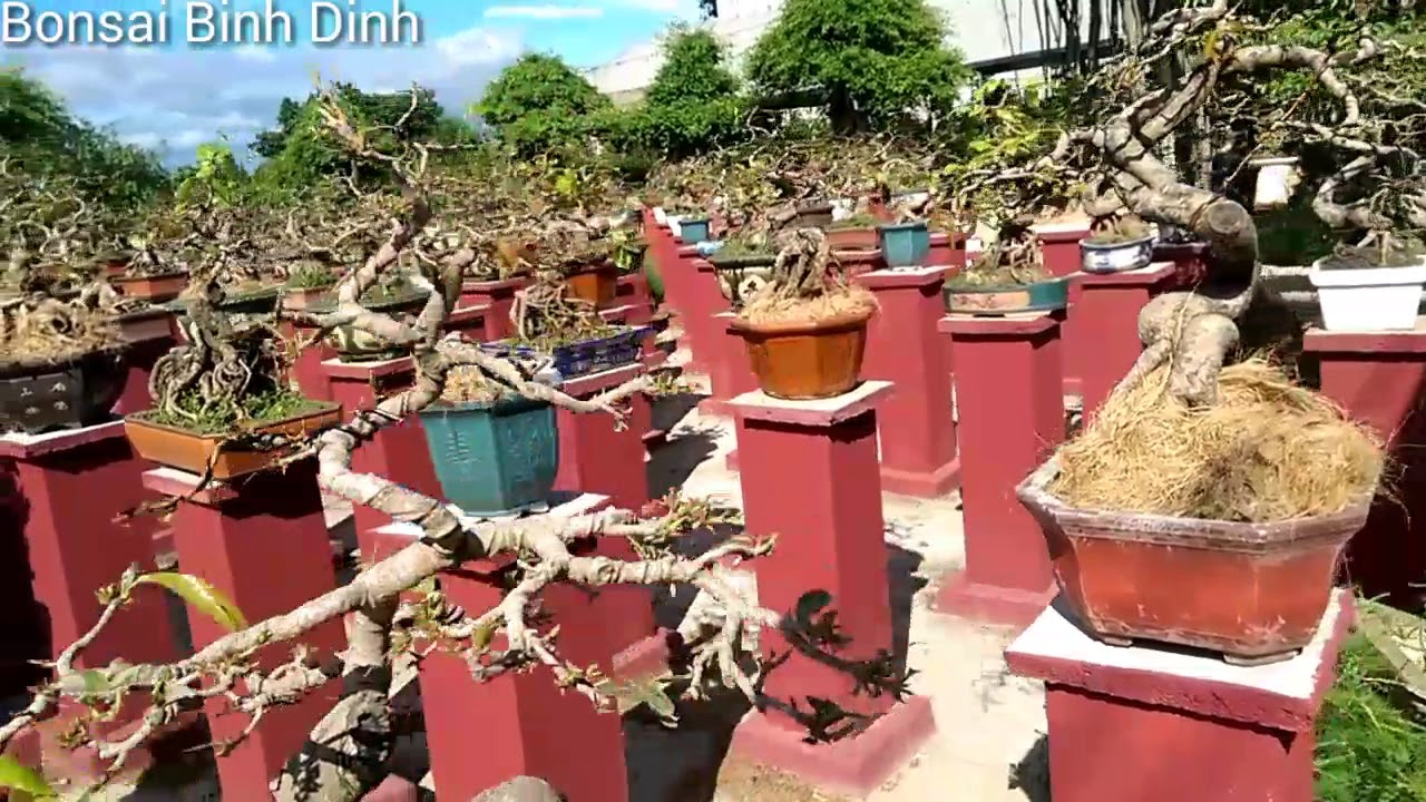 Vườn Mai Trụi Lá Mùa Hè Quá Đẹp - Bonsai Binh Dinh