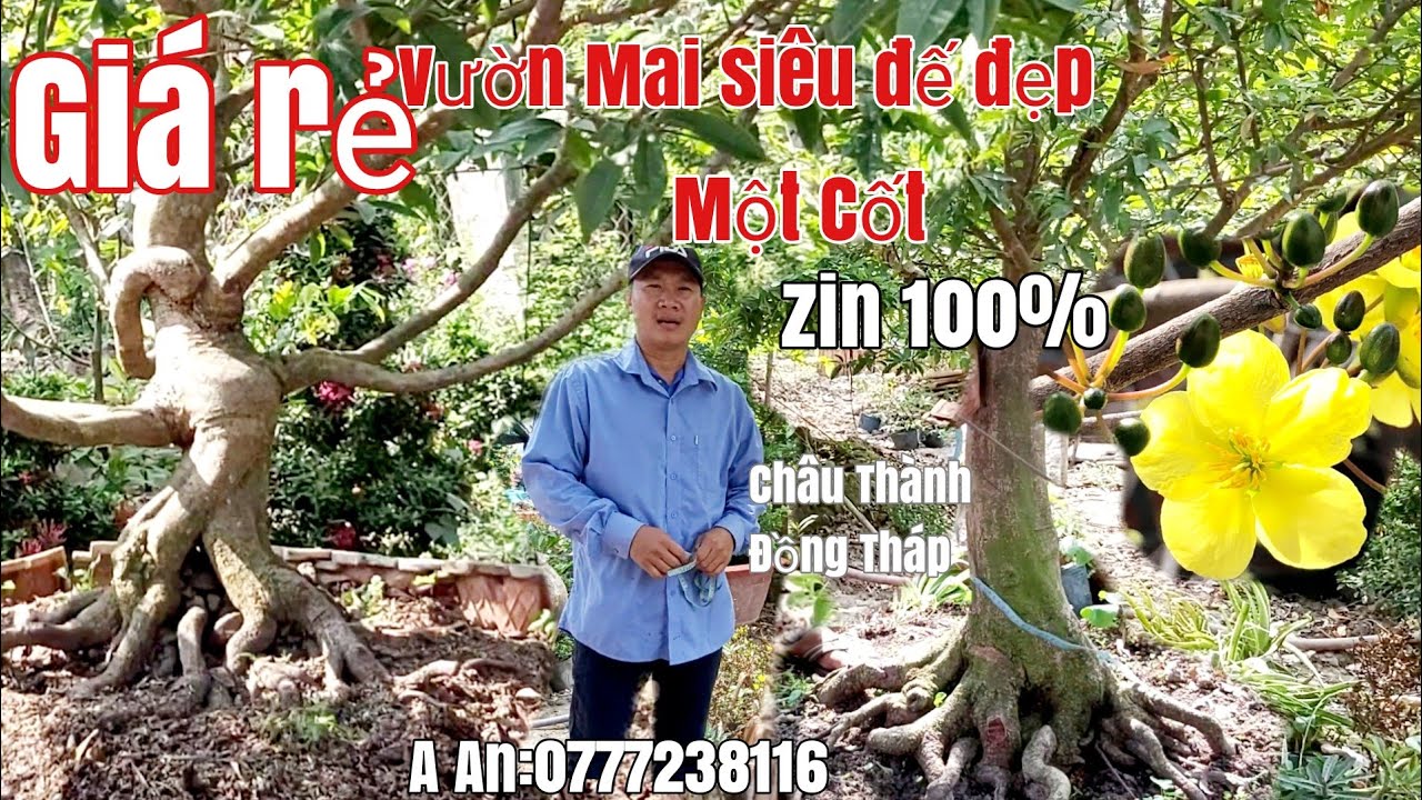 Vườn Mai đế đẹp một Cốt siêu đẹp giá rẻ gặp A An 0777238116 H Châu Thành Đồng Tháp