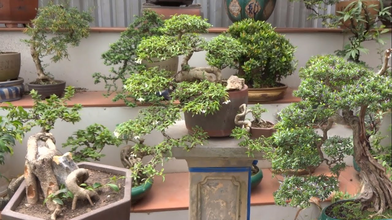Vườn cây cảnh tuyệt đẹp, một số mang phong cách cây cảnh nhật bản - Wonderful collection of bonsai