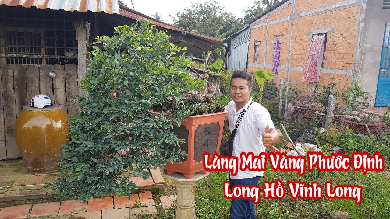 Vườn mai của anh 10 tại làng mai vàng Phước Định Long Hồ Vĩnh Long liên hệ 0902852640