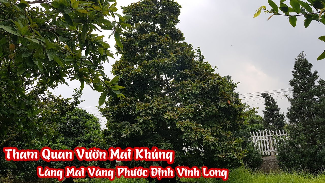 Vườn mai khủng của anh Út tại làng mai vàng Phước Định Long Hồ Vĩnh Long liên hệ 0336025198