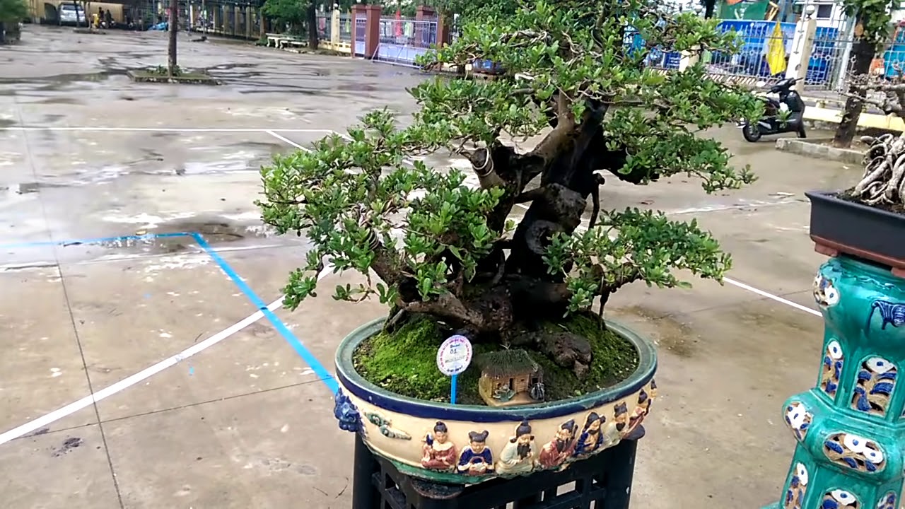 Xem cây sam nhiều tay và hàng cây vip - Bonsai Binh Dinh