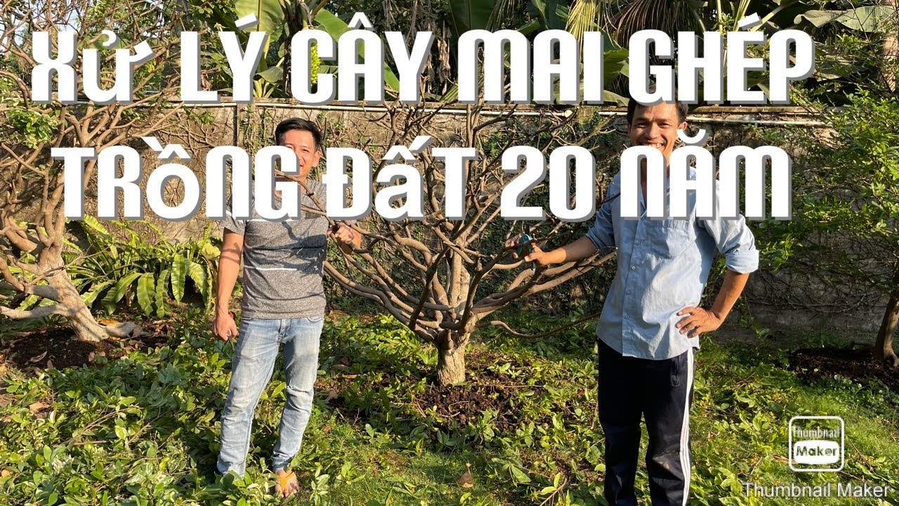 Xử lý cây mai ghép trồng đất 20 năm 15-2-2021 ĐT 0901411168 hoàng mai