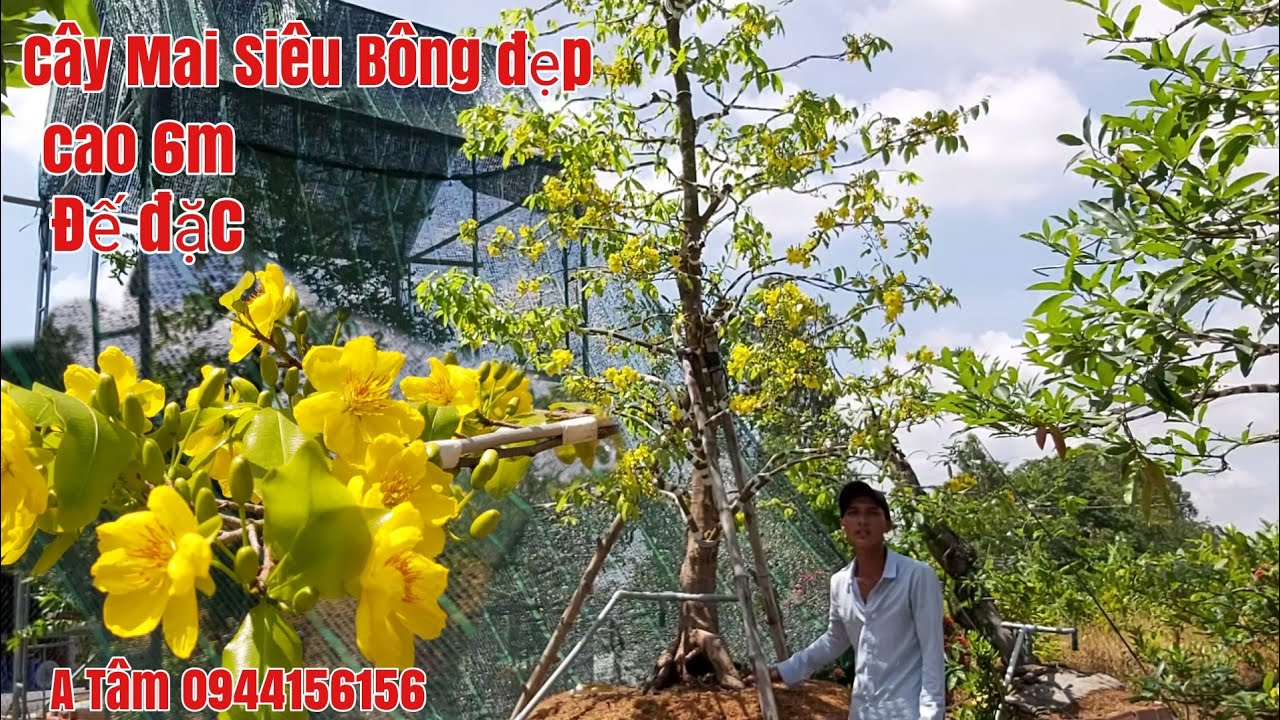 Xuất hiện Cây Mai siêu bông đẹp ,cai 6m một cốt củ đặc giá rẻ gặp A Tâm 0944156156 Đồng Tháp