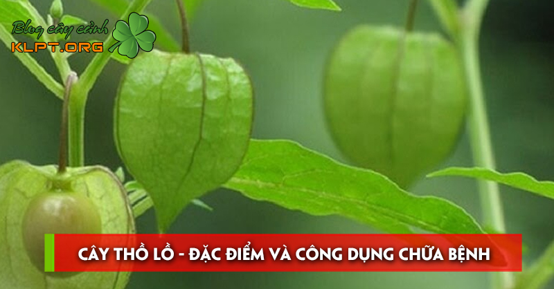 cay-tho-lo-dac-diem-va-cong-dung-chua-benh