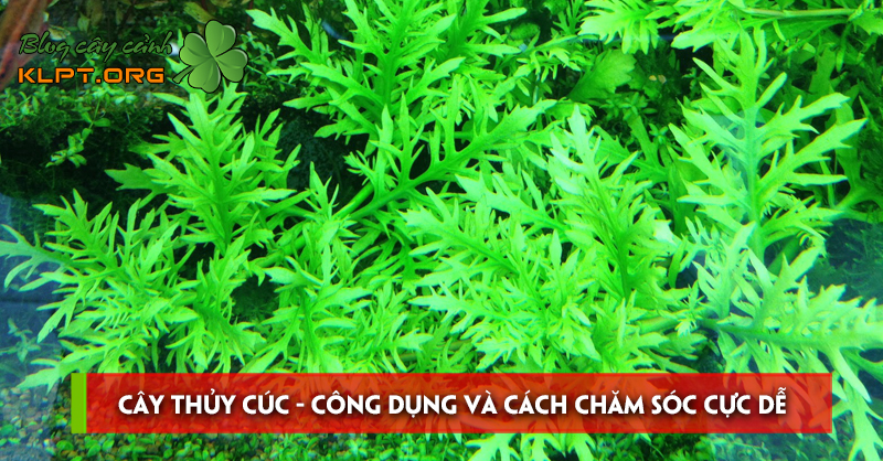 cay-thuy-cuc-cong-dung-va-cach-cham-soc-cuc-de