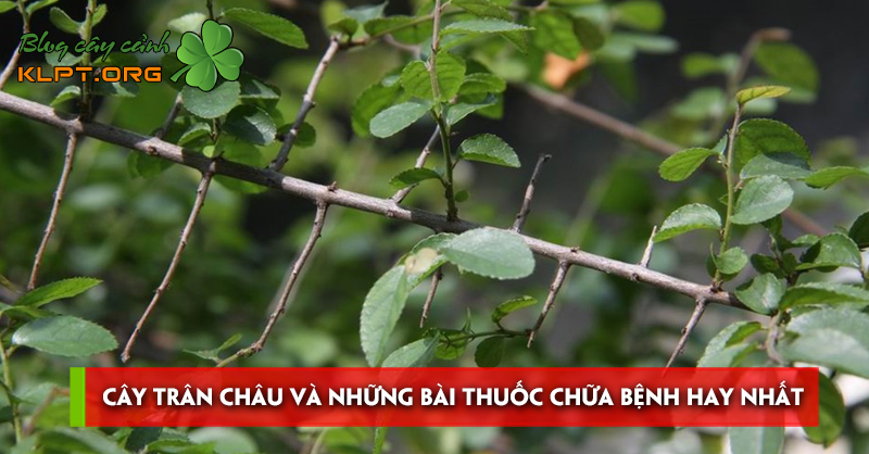 cay-tran-chau-va-nhung-bai-thuoc-chua-benh-hay-nhat