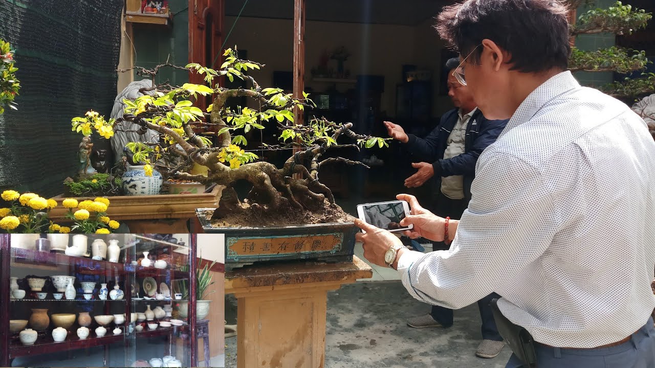 góc nhỏ đam mê mai vàng bonsai và cổ vật