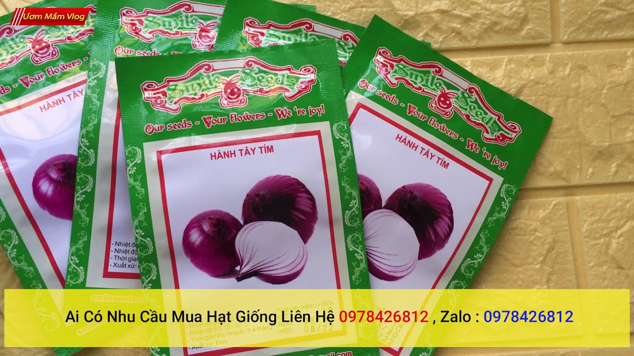 hạt giống hành tím | Purple onion seeds