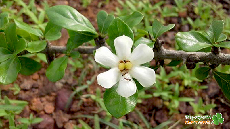 nhung-bai-thuoc-chua-benh-hay-cua-gang-tu-hu-klpt