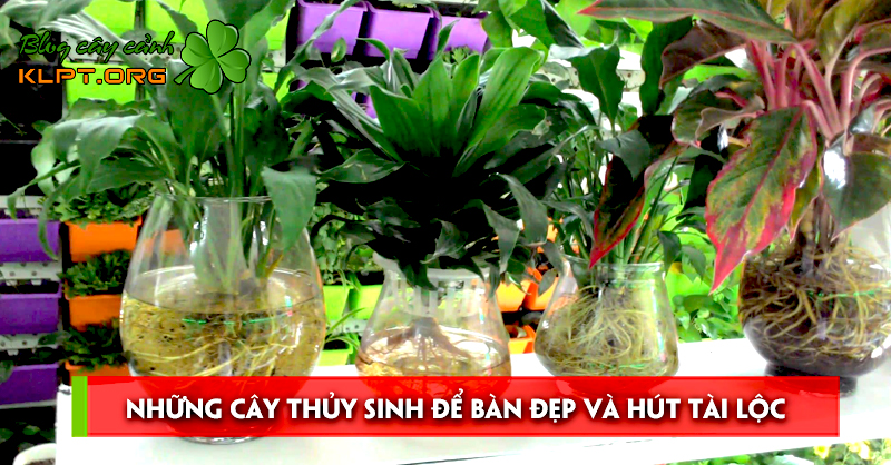 nhung-cay-thuy-sinh-de-ban-dep-va-hut-tai-loc