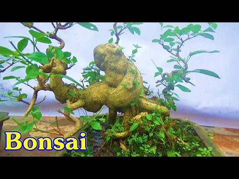 Beautiful Bonsai  : Sanh,sung, vọng cách, lộc vừng, ngày 18/4, ĐT: 0337496058