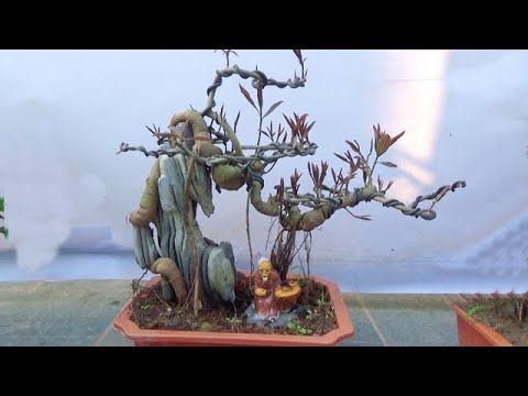 Bonsai Cần thăng, Vừng bám đá, duối nghệ thuật, ĐT: 0337496058, ngày 8/4