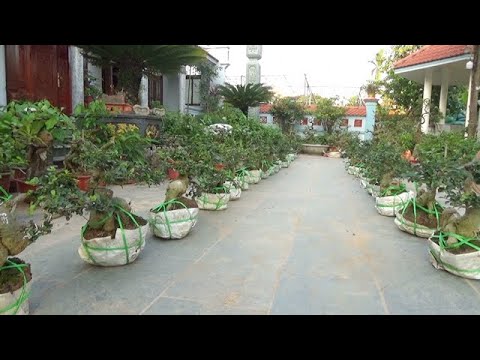 Bonsai DUỐI củ bệ đẹp, ĐT 0337496058, ngày 7/4