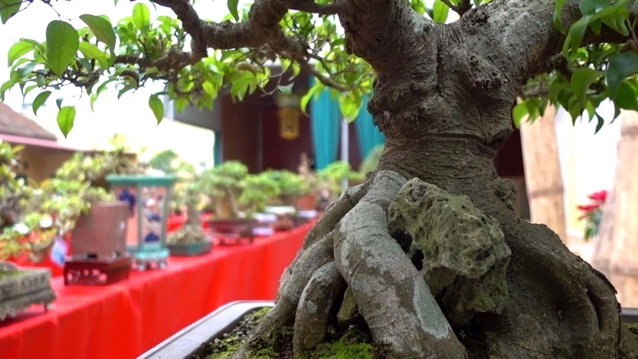 Bonsai nhỏ, lùn cây đẹp nhất, mini Bonsai