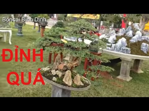 Bonsai quá đỉnh - Bonsai Binh Dinh
