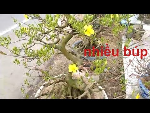 Búp mai dày quá - Mai Bình Định