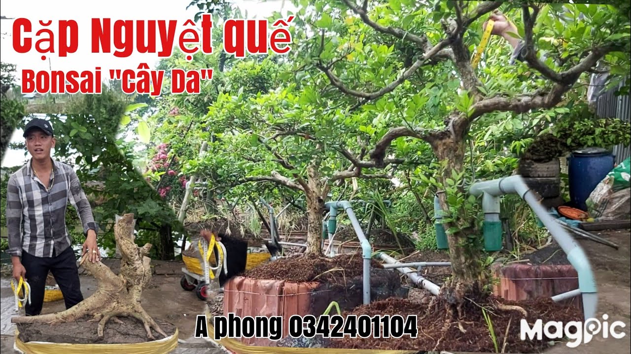 Cập nguyệt quế đẹp và 2Cây Da nghệ thuật giá rẻ gặp A phong 0342401104 Tháp Mười tỉnh Đồng Tháp