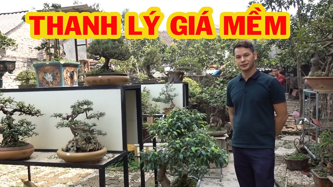 Cây xịn cũng thanh lý giá mềm, báo giá loạt cây đẹp - price of bonsai tree