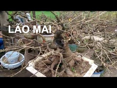 GẶP GỐC MAI LÃO - Bonsai Binh Dinh