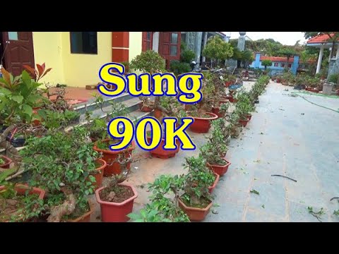 Giá sập sàn từ 20/1 đến 21/1  từ 50K - 90K, ĐT: 0337496058