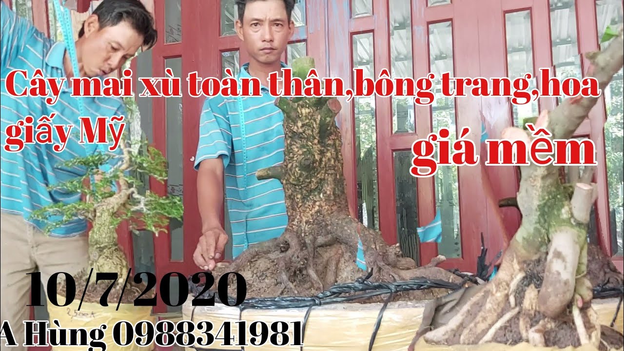 Giao lưu lô Mai xù toàn thân,hoa giấy Mỹ,bông trang gặp A Hùng 0988341981.