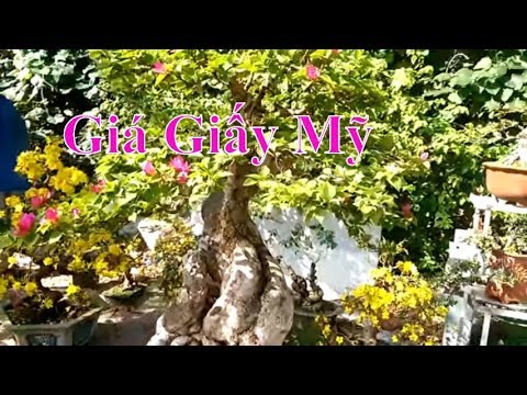 Giấy Mỹ quá đẹp, liệu giá thế nào? Xem video sẽ rõ - Bonsai Binh Dinh