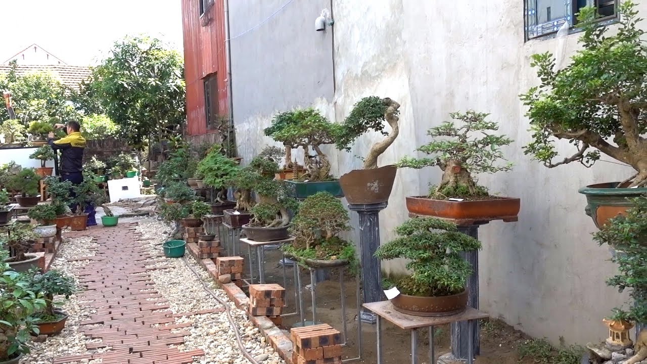 Hàng thi đấu triển lãm giá hợp lý tại vườn cây cảnh đẹp - price of bonsai tree