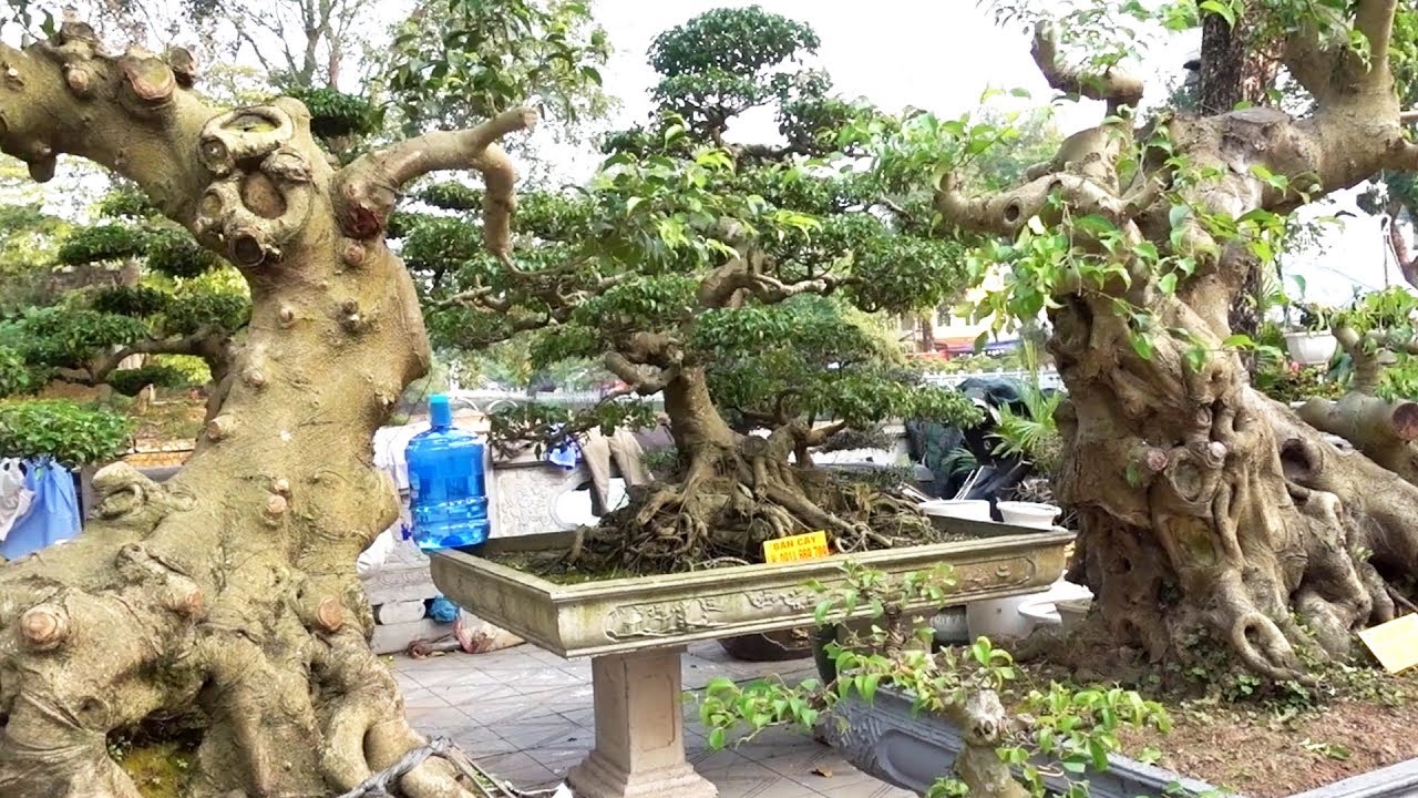 Ít tiền cũng có sanh Nam Điền khủng để chơi - Bonsai is not only beautiful but also cheap