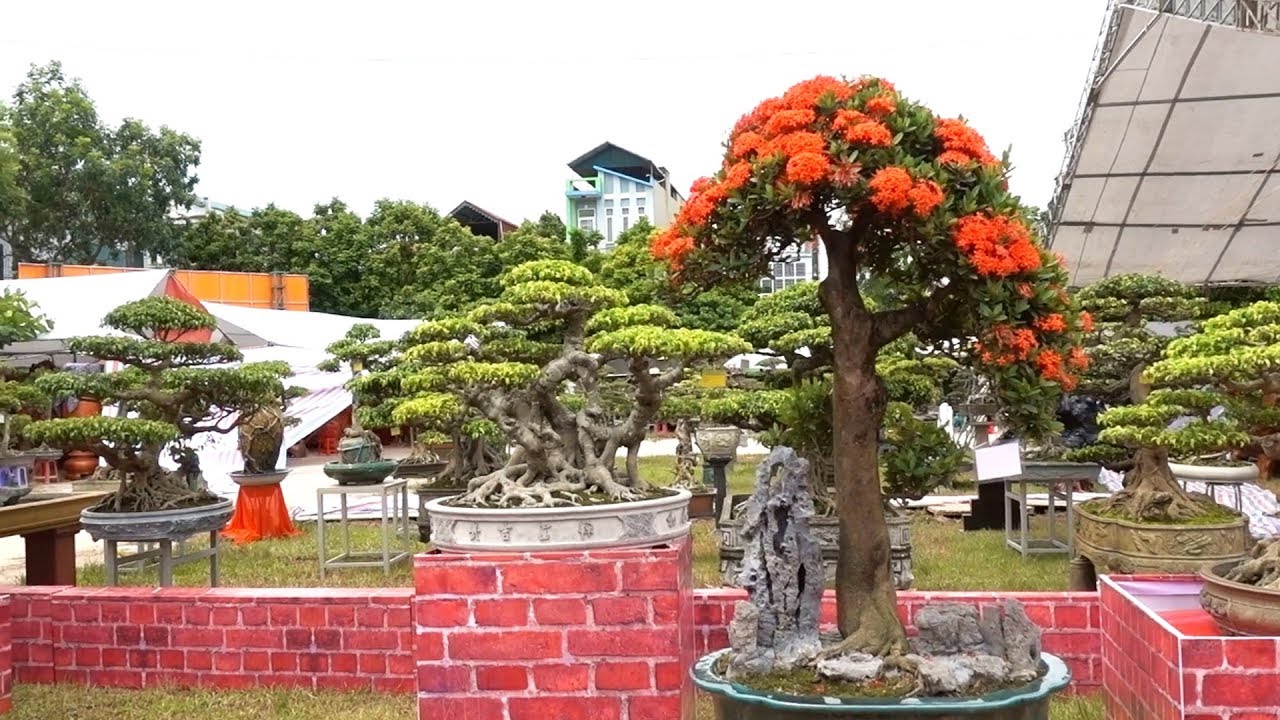 Không có cây này thì không phải là Hải Phòng, những cây lạ nhất triển lãm - bonsai exhibition