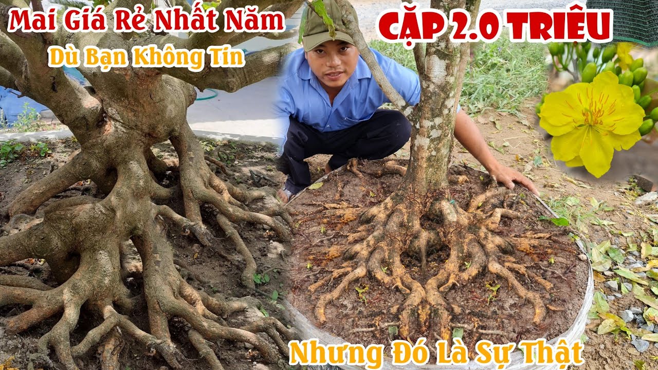 Lần đầu gặp chủ vườn bán mai rẻ nhất năm ở Chợ Gạo