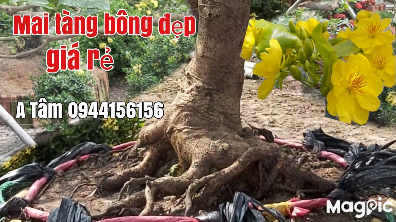 Lô Mau tàng một cốt đế đẹp giá rẻ gặp A Tâm 0944156156 Đồng Tháp