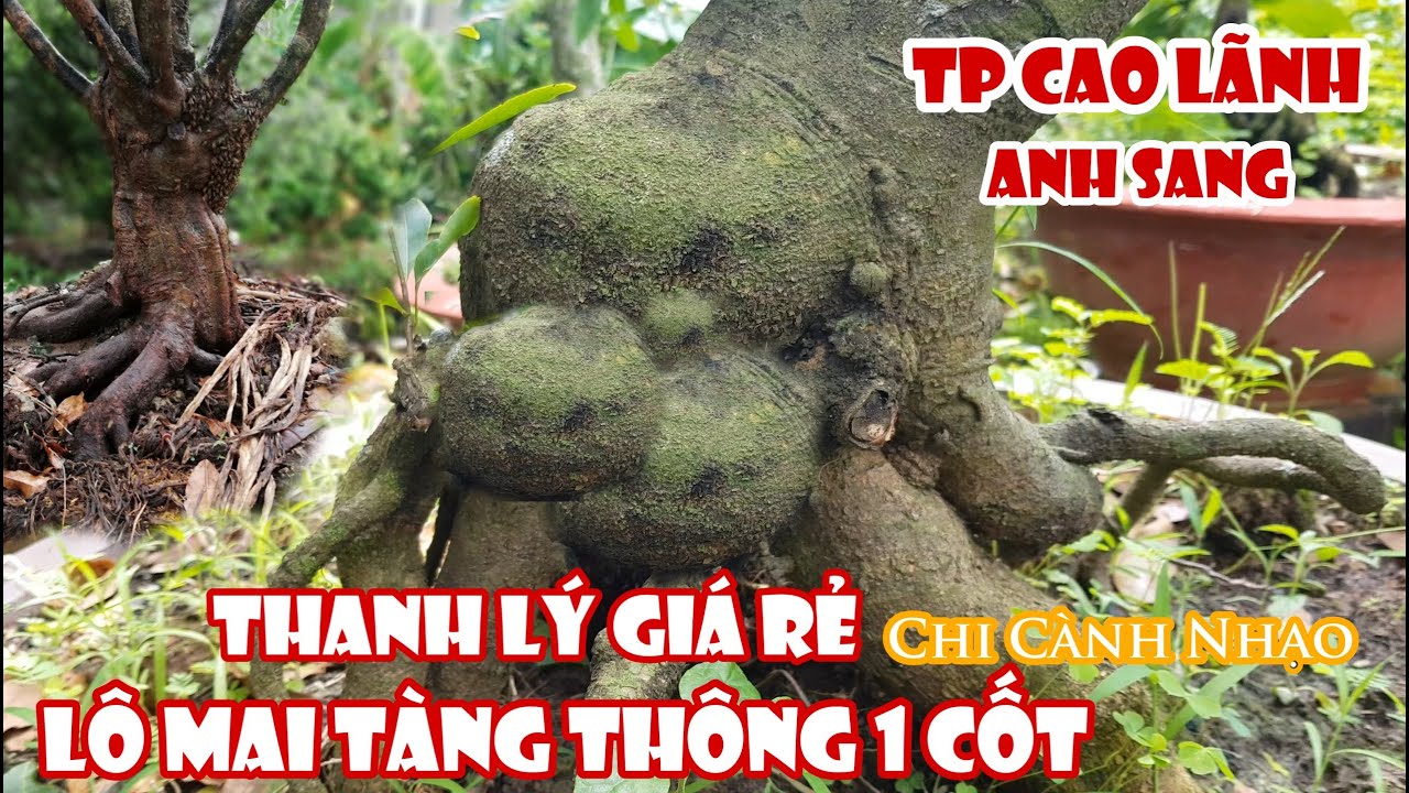 Lô mai tàng thông 1 cốt chi cành nhạo của anh Sang Cao Lãnh 0829011688