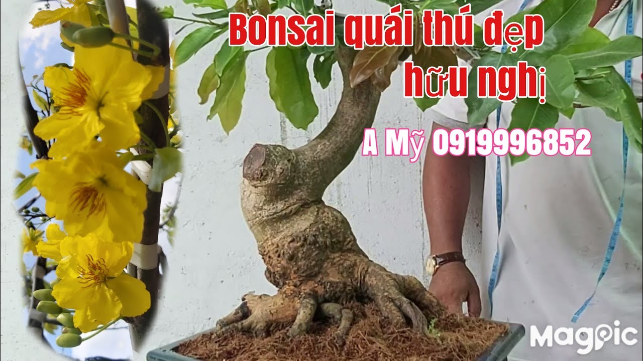 Mai Bonsai đế quái đẹp giá hợp lý gặp A Mỹ 0919996852 phú Tân AG