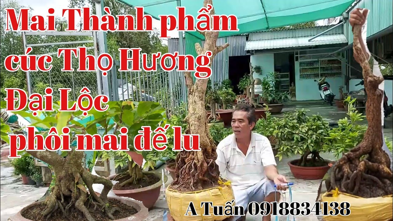 Mai Thành phẩm Cúc Thọ Hương ,Bonsai Đại Lộc, phôi mai gặp A Tuấn 0918834138.