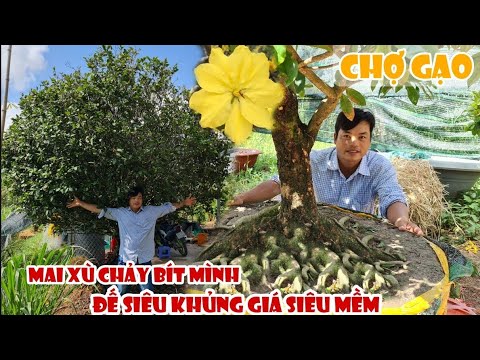 Mai XÙ CHẢY BÍT MÌNH tàng thông 1 cốt ở Chợ Gạo 0367067384